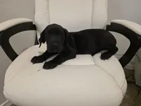 GRATE DANE BLACK, a male Great Dane for sale in Dallas, TX – Photo 1 of 6