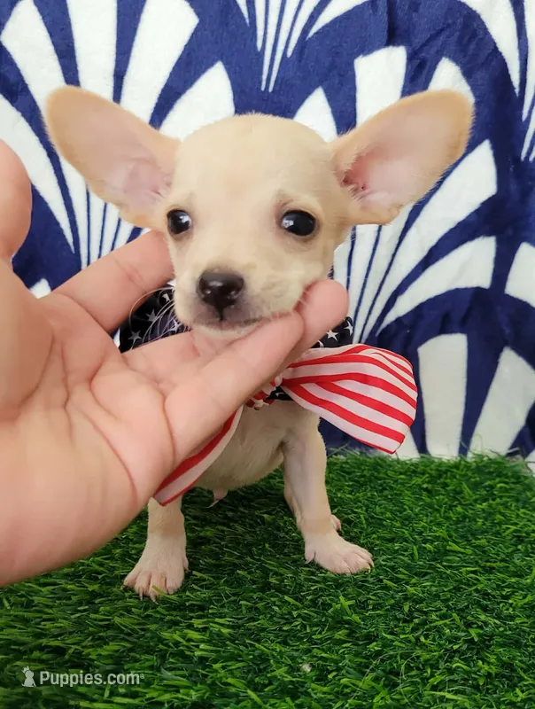 PACO – Chihuahua puppy for sale in Bakersfield, CA