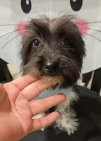 Winston, a male Lhasa Apso and Yorkshire Terrier for sale in Dallas, TX – Photo 4 of 6