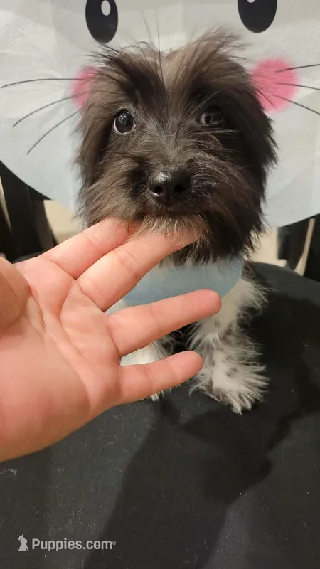 Winston, a male Lhasa Apso and Yorkshire Terrier for sale in Dallas, TX – Photo 1 of 6