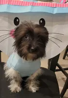 Winston, a male Lhasa Apso and Yorkshire Terrier for sale in Dallas, TX – Photo 5 of 6