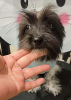 Winston, a male Lhasa Apso and Yorkshire Terrier for sale in Dallas, TX – Photo 3 of 6