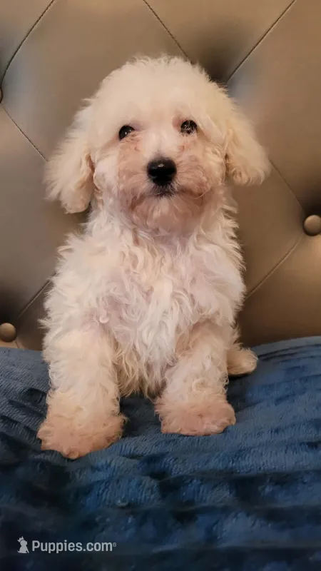 Lucky – Maltipoo puppy for sale in Moreno Valley, CA