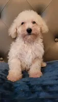 Lucky, a male Maltipoo for sale in Moreno Valley, CA – 1 of 5