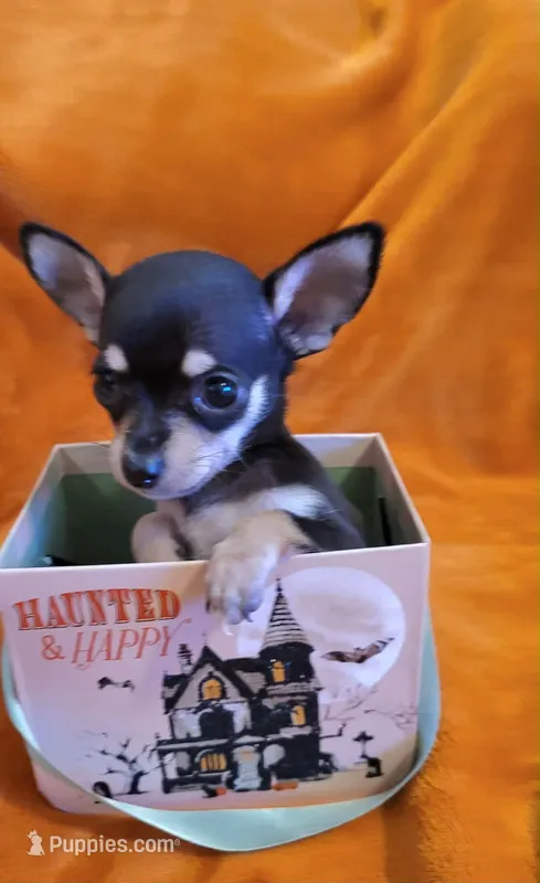 TEACUP  SAMMY( DELIVERY AVAILABLE) – Chihuahua puppy for sale in Fontana, CA