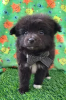 Lucky, a male Pomeranian for sale in Dallas, TX – 4 of 7