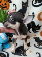 Teacup MITZI, a female Chihuahua for sale in Fontana, CA – 2 of 5