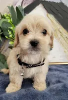 Benji, a male Maltipoo for sale in Garland, TX – 3 of 3