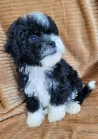 Benji, a male Poodle - Miniature  for sale in Fontana, CA – 6 of 8