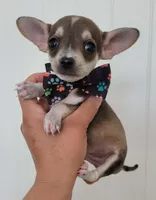 TEACUP JERRY, a male Chihuahua for sale in Dallas, TX – 8 of 8