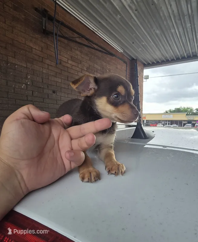 Winston – Chihuahua puppy for sale in Dallas, TX