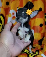 Teacup MITZI(DELIVERY AVAILABLE), a female Chihuahua for sale in Arlington, TX – 5 of 5