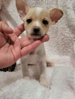 LUCKY, a male Chihuahua for sale in Los Angeles, CA – 2 of 4