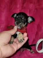 MUÑECO, a male Chihuahua for sale in Dallas, TX – 5 of 7