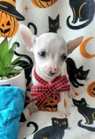 TEACUP MAX, a male Chihuahua for sale in Destin, FL – 2 of 6