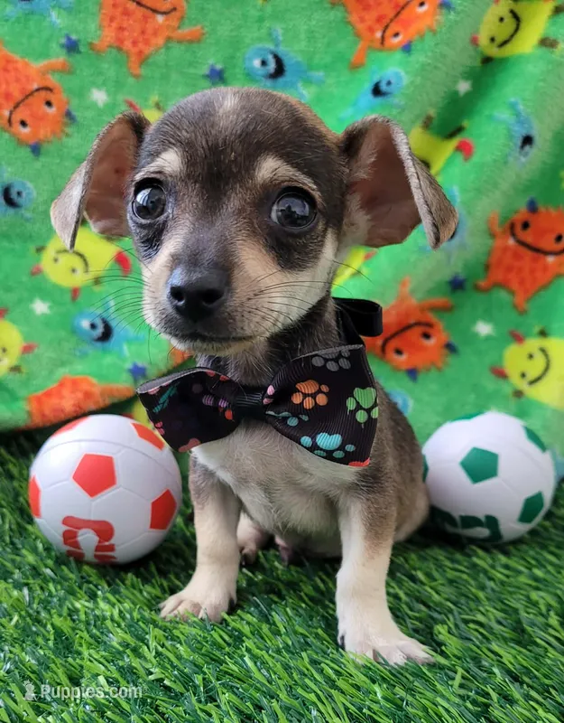 Tommy  – Chihuahua puppy for sale in Dallas, TX
