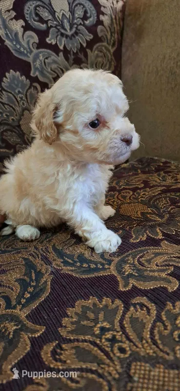 Benji – Poodle - Toy , Poodle - Miniature  puppy for sale in Dallas, TX