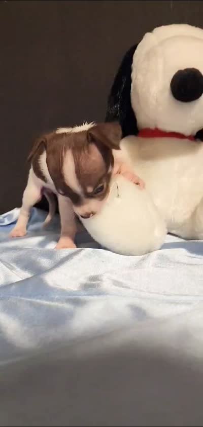 LIL TINY BANDIT, a male Chihuahua for sale in Moreno Valley, CA – 5 of 5