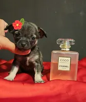 APPLEHEAD RITA TEACUP, a female Chihuahua for sale in Fontana, CA – 1 of 3