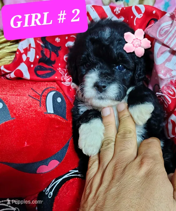 Molly – Poodle - Toy  puppy for sale in Dallas, TX