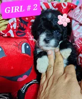 Molly, a female Poodle - Toy  for sale in Dallas, TX – 1 of 2