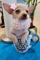Lil lucy, a female Chihuahua for sale in Covina, CA – 5 of 8