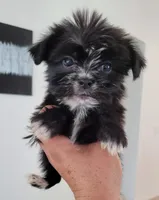 Lil TEACUP MORKIE 3, a male Morkie for sale in Moreno Valley, CA – 2 of 3