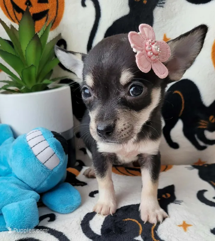 Teacup MITZI – Chihuahua puppy for sale in Fontana, CA