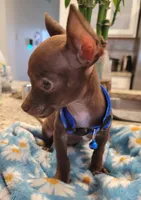 Jerry , a male Chihuahua for sale in Dallas, TX – 3 of 7