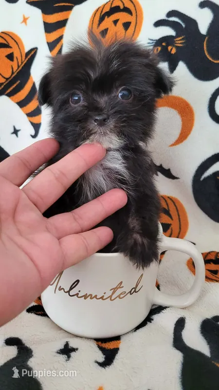 Lil TEACUP MORKIE BLACK – Morkie puppy for sale in Moreno Valley, CA