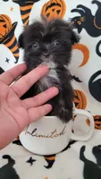 Lil TEACUP MORKIE BLACK, a male Morkie for sale in Moreno Valley, CA – 1 of 3