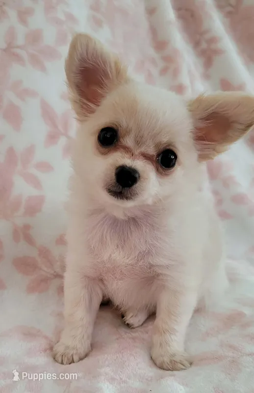 TOBY THE LONGHAIRED MINI – Chihuahua puppy for sale in Dallas, TX