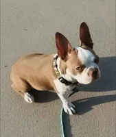BRUNO, a male Boston Terrier for sale in Fontana, CA – 5 of 5