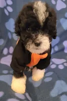 WINSTON , a male Maltipoo for sale in Covina, CA – 1 of 6