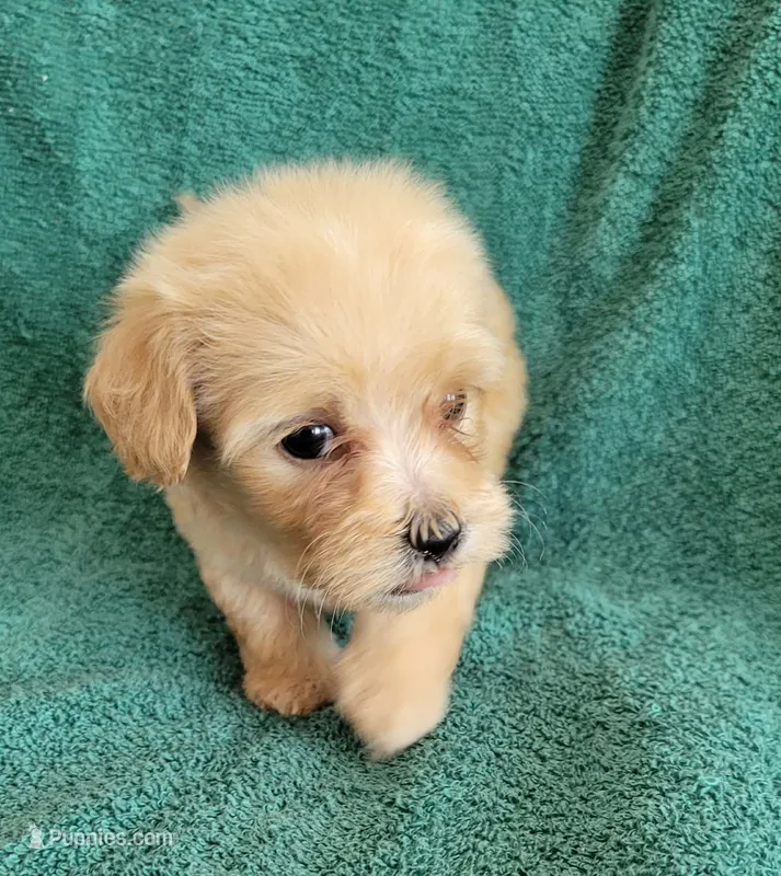 MINI MALTIPOO SAMMY – Maltipoo puppy for sale in Irving, TX