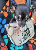 TEACU MOLLY, a female Chihuahua for sale in Mesquite, TX – 3 of 4