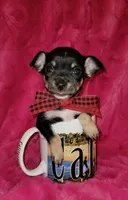 MUÑECO, a male Chihuahua for sale in Dallas, TX – 7 of 7