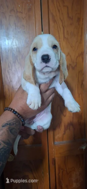 BASSETT GIRL #1 – Basset Hound puppy for sale in Dallas, TX