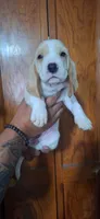 BASSETT GIRL #1, a female Basset Hound for sale in Dallas, TX – 1 of 1