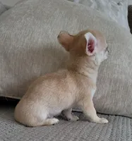LOBITO THE LIL APPLEHEAD , a male Chihuahua for sale in Moreno Valley, CA – 6 of 10