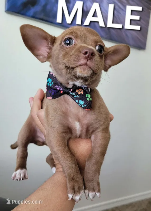 PACO – Chihuahua puppy for sale in Dallas, TX