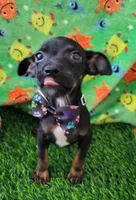 LIL SAMMY, a male Chihuahua for sale in Dallas, TX – 2 of 5