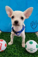 LIl MINITOY Messi , a male Chihuahua for sale in Fontana, CA – 4 of 5