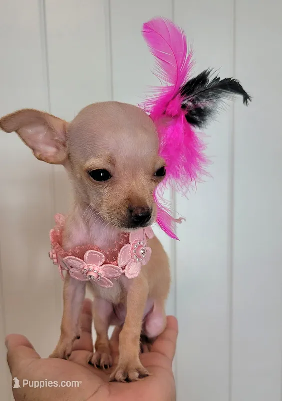 LIL TEACUP MAGGIE – Chihuahua puppy for sale in Dallas, TX