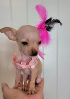 LIL TEACUP MAGGIE, a female Chihuahua for sale in Dallas, TX – 1 of 7