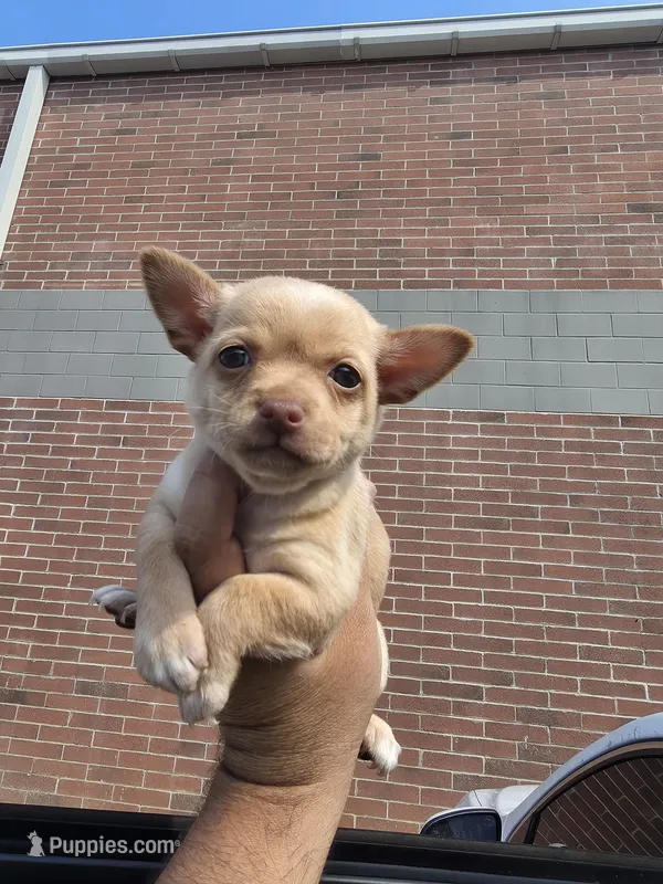 RITA – Chihuahua puppy for sale in Dallas, TX
