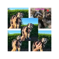 Benji, a male Pomapoo and Yorkipoo for sale in Dallas, TX – 8 of 8
