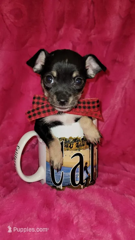 MUÑECO – Chihuahua puppy for sale in Dallas, TX