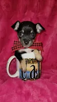 MUÑECO, a male Chihuahua for sale in Dallas, TX – 1 of 7