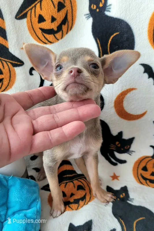 TEACUP LILAC JERRY – Chihuahua puppy for sale in Fontana, CA